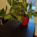 Vente: Plante langue de feu - anthurium