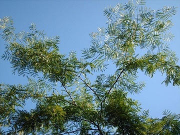 pay by mail only, w/ request form: 30 seeds Honey Locust- (Gleditsia triacanthos inermis)
