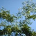 pay online or by mail: 30 seeds Honey Locust- (Gleditsia triacanthos inermis)