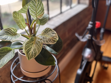 Paid Workouts: Peloton Hourly Workout