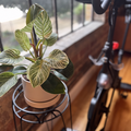Paid Workouts: Peloton Hourly Workout