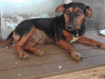 Anuncio: Perrita patita corta 