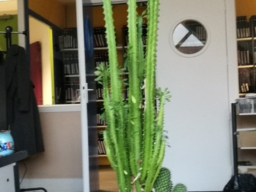Vente: 2 grands cactus