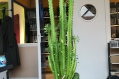 Sales: 2 grands cactus