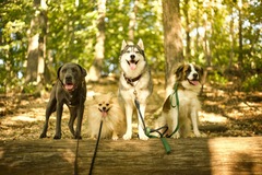 Animal Talent Listing: 5 dog package