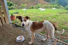 Anuncio: Perrita en adopción responsable