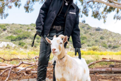 Animal Talent Listing: Trained Goats For TV/Film Projects - Los Angeles