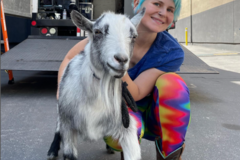 Certified Animal Wrangler: Goat Wrangler + Goats For TV/Film - Los Angeles