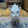 Animal Talent Listing: Chewy the pig 