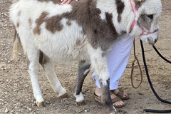 Animal Talent Listing: Biscuit the baby mini donkey 