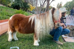 Animal Talent Listing: Navigator the miniature horse 