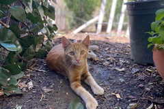Animal Talent Listing: Cheetos the orange cat 