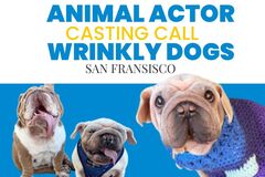 Casting call: Wrinkly Dogs needed for San Fran shoot