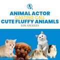 Casting call: Cute fluffy animals for shoot ! Quick turn around