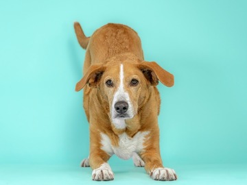 Animal Talent Listing: The Joy Crew Package