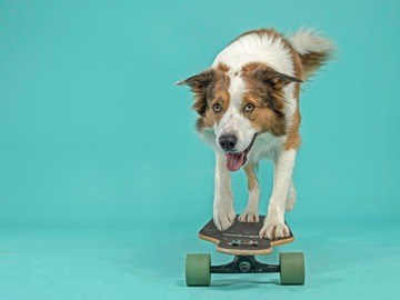 Animal Talent Listing: Whidbey