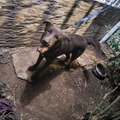 Anuncio: Damos en adopción 
