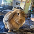Animal Talent Listing: Rabbit, Big Mama