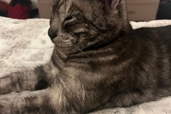  : Echo