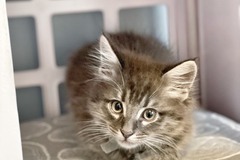 Animal Talent Listing: Adoptable Kittens for Production