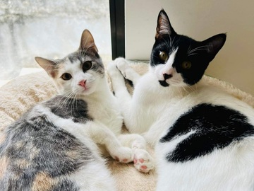 Anuncio: Gatitos en adopción responsable 