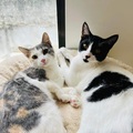 Anuncio: Gatitos en adopción responsable 