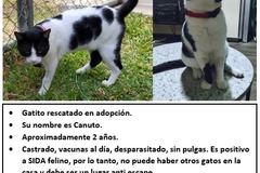 Announcement: Gatito en Adopción Responsable