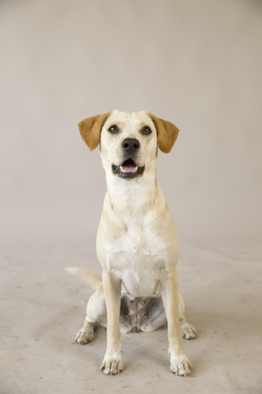 Labrador mixed with beagle discount