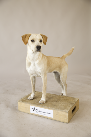 Yellow lab cheap and beagle mix