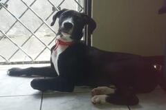 Anuncio: TOMY EN ADOPCIÓN 