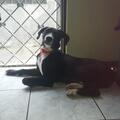 Anuncio: TOMY EN ADOPCIÓN 