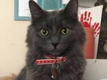  : Tiddles
