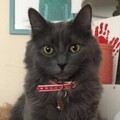  : Tiddles