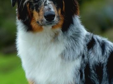 Animal Talent Listing: Nova