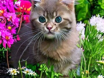 Selling: cute kitten in a garden