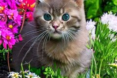 Selling: cute kitten in a garden