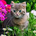 Selling: cute kitten in a garden