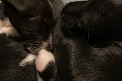 Announcement: Cachorritos en adopción responsable 