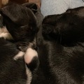 Announcement: Cachorritos en adopción responsable 