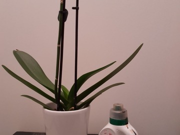 Vente: Orchidée Phalaenopsis + fertilisant 