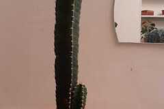 Vente: Cactus Euphorbia 54 cm