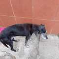 Anuncio: Perritos en adopción 