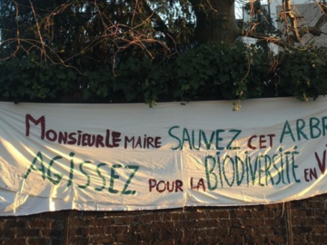 Actualité: Pour une charte de l'arbre ambitieuse à Maisons-Laffitte
