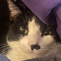  : Cattie Bree
