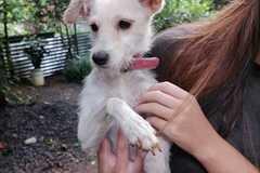 Anuncio: Perrita peludita
