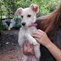 Anuncio: Perrita peludita
