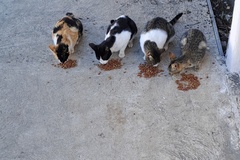 Anuncio: Gatitos abandonados necesitan ser adoptados responsablemente. 