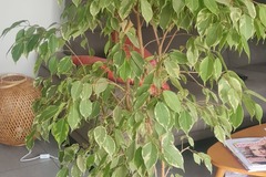 Don: Ficus 