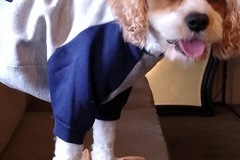   :  Spaniel