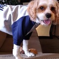   :  Spaniel